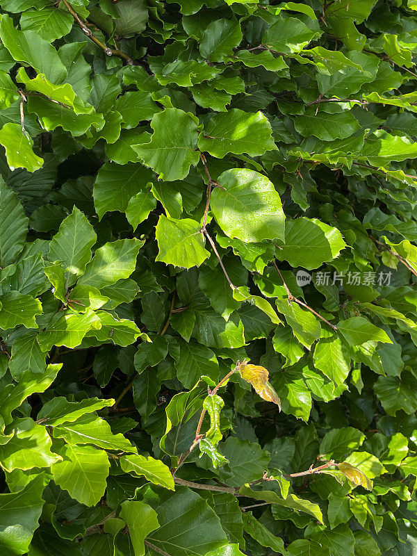 山毛榉(fagus sylvatica)篱的全框图像，新鲜的绿色晚春/初夏叶，集中在前景